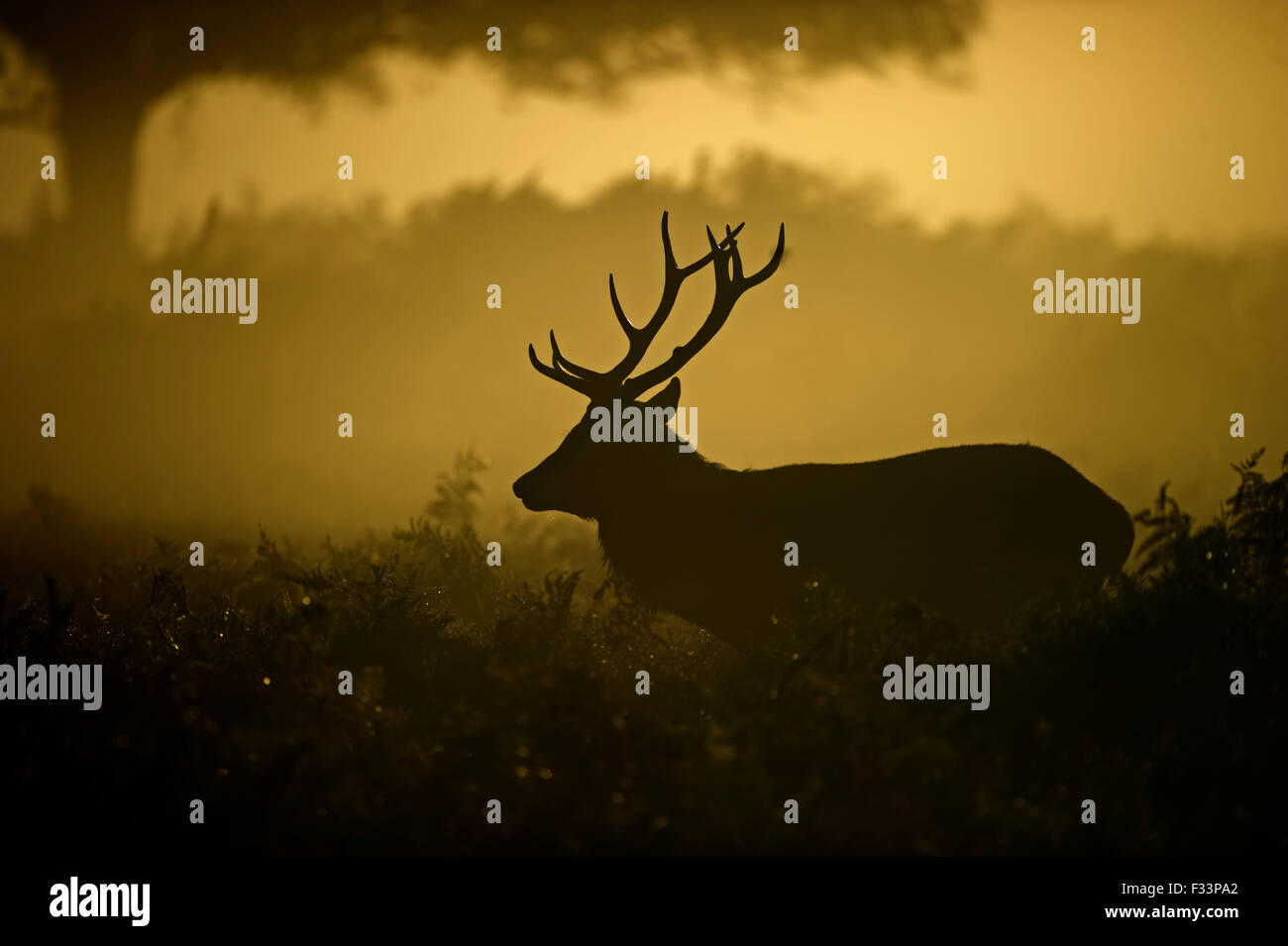 Red deer Cervus elaphus at dawn Richmond Park London September Stock Photo