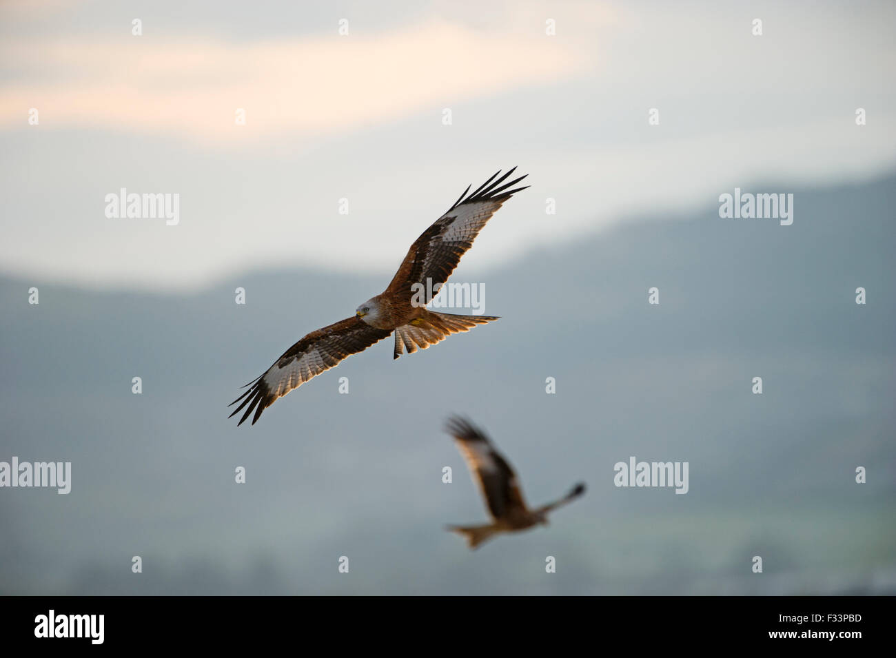 Red Kite Milvus milvus Galloway Scotland winter Stock Photo
