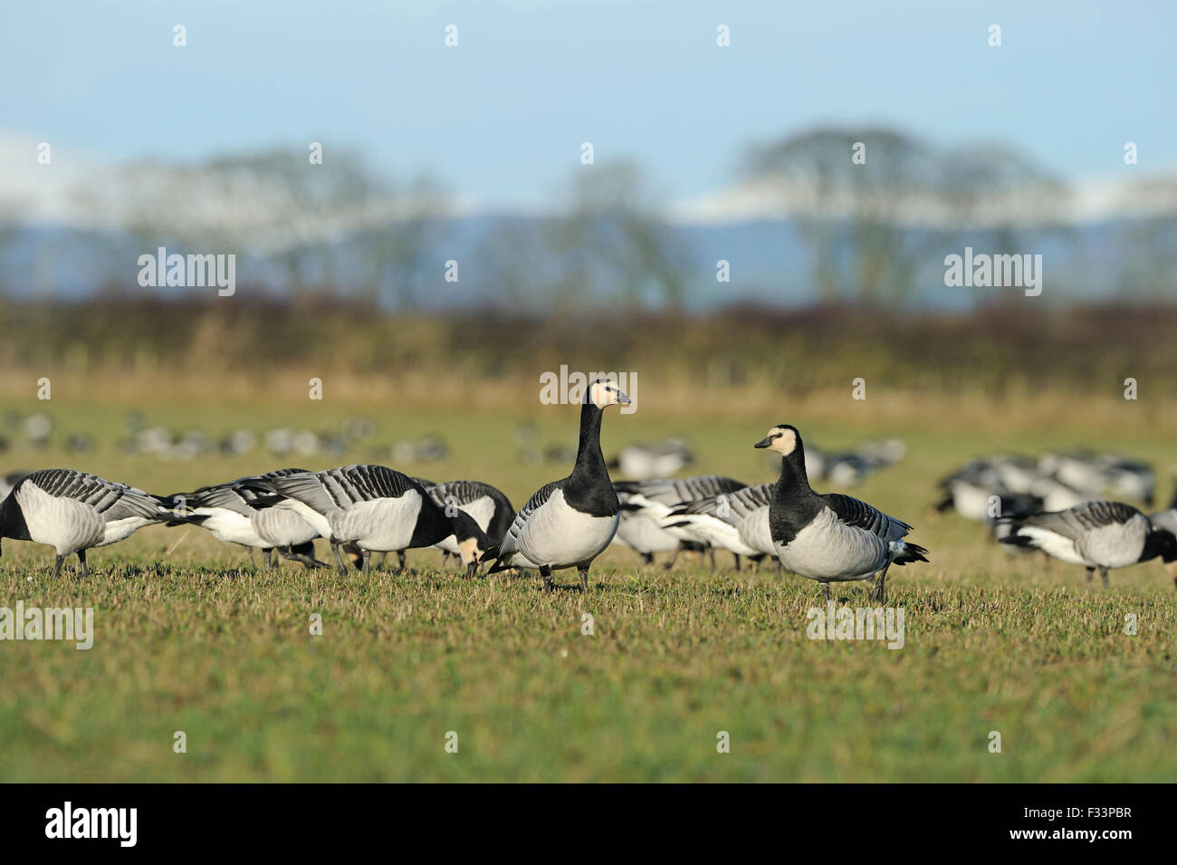 barnacle-caerlaverock-solway-scotland-winter-waterfowl-bird-birds-hi