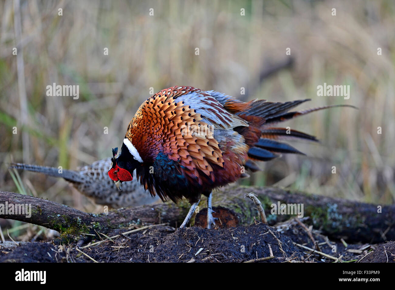 Common Pheasant Phasianus colchicus male displaying to female Norfolk Stock Photo