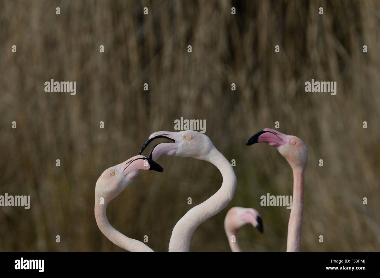 Greater Flamingo; Phoenicopterus roseus; bird; bill; close up; camargue; france; flamingo Stock Photo