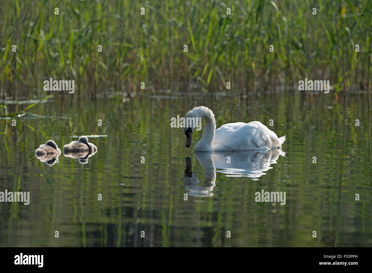 Mute Swan Cygnus olor adult with cygnets Cley Norfolk summer Stock Photo
