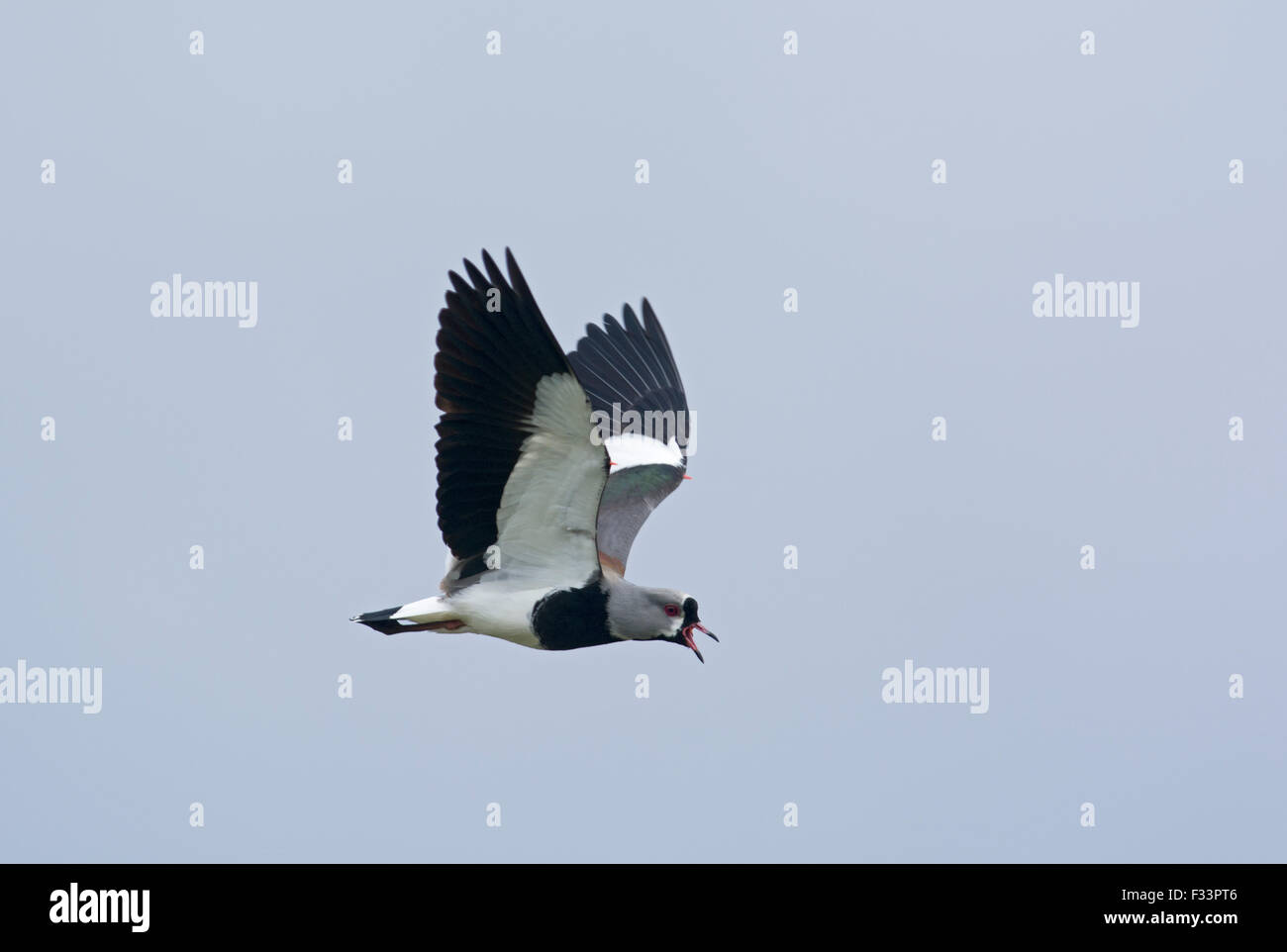 Southern Lapwing Vanellus chilensis Torrel del Paine National Park Patagonia Chile Stock Photo