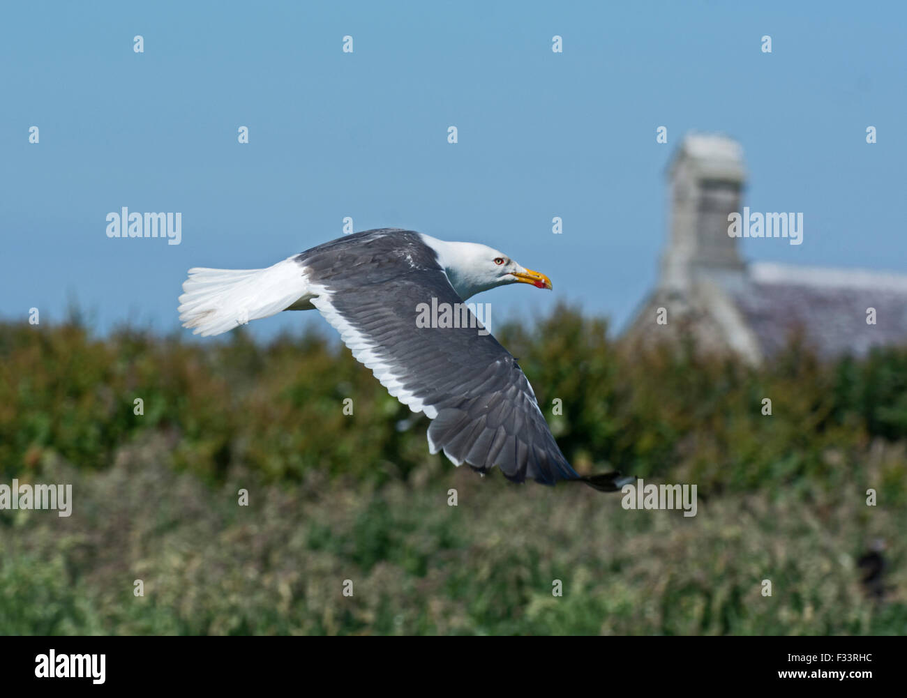 Lesser Black-backed Gull Larus fuscus (graeslii) Inner Farne Northumberland adult summer Stock Photo