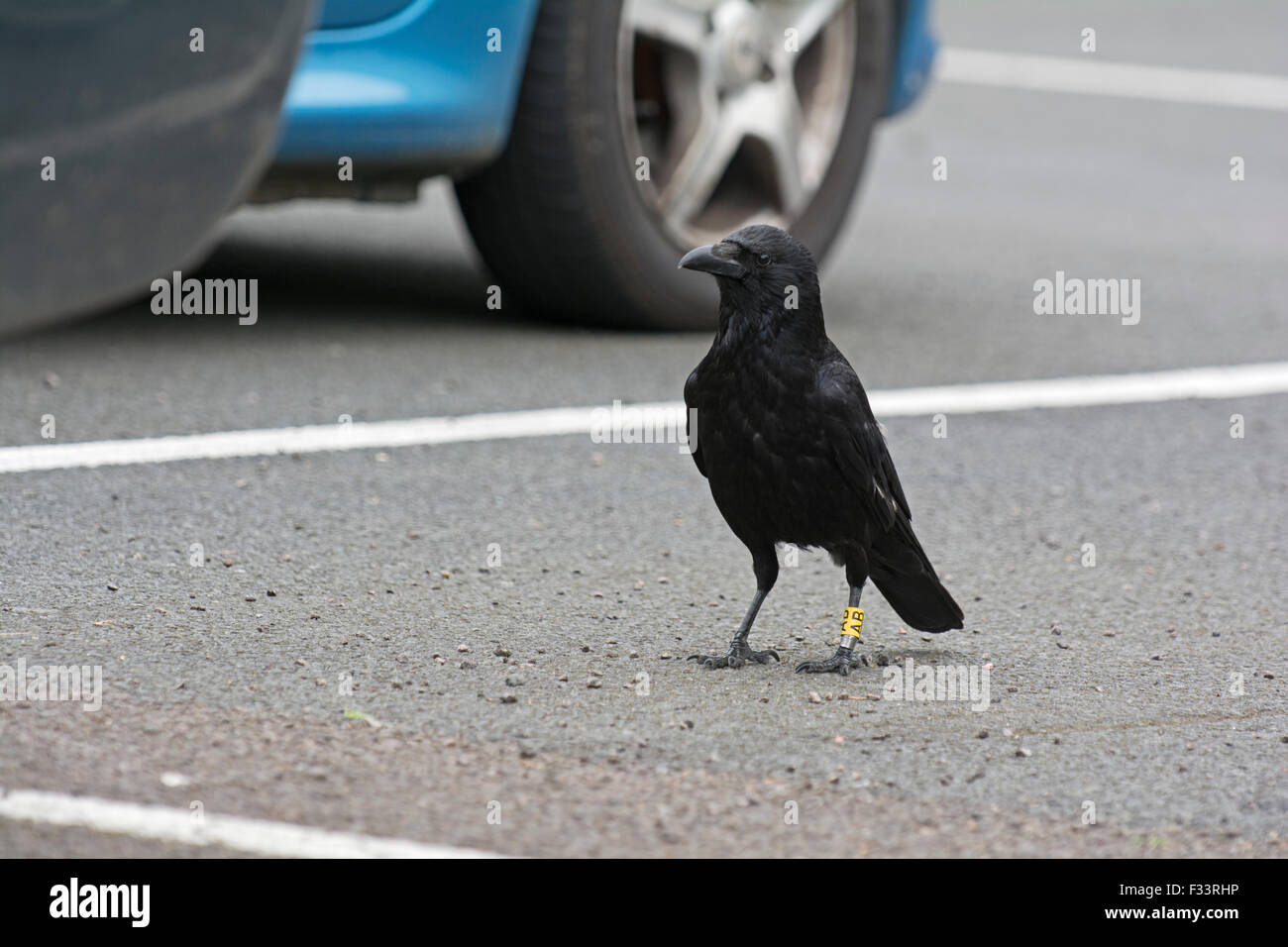 Carrion Crow Corvus corone ringed as part of study project at Edinburgh Zoo Scotland Stock Photo