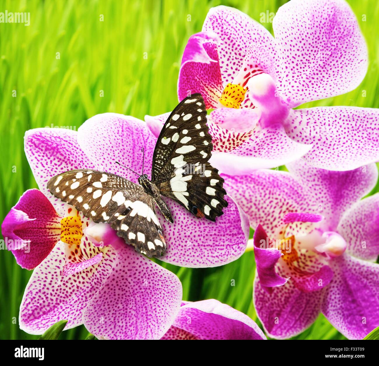 Beautiful butterfly sitting on an orchid flower Stock Photo - Alamy