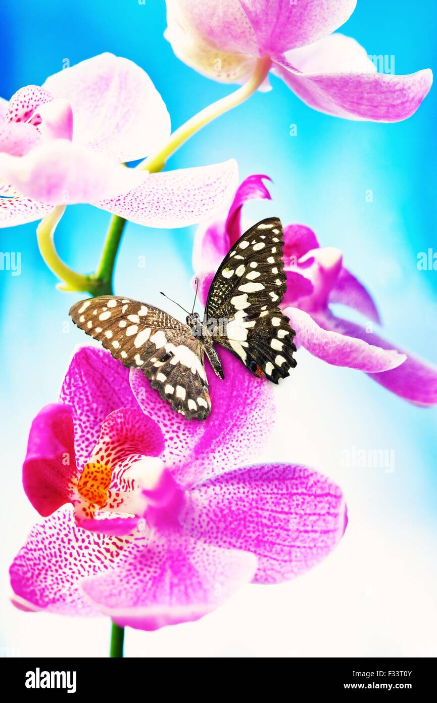 Beautiful butterfly sitting on an orchid flower Stock Photo