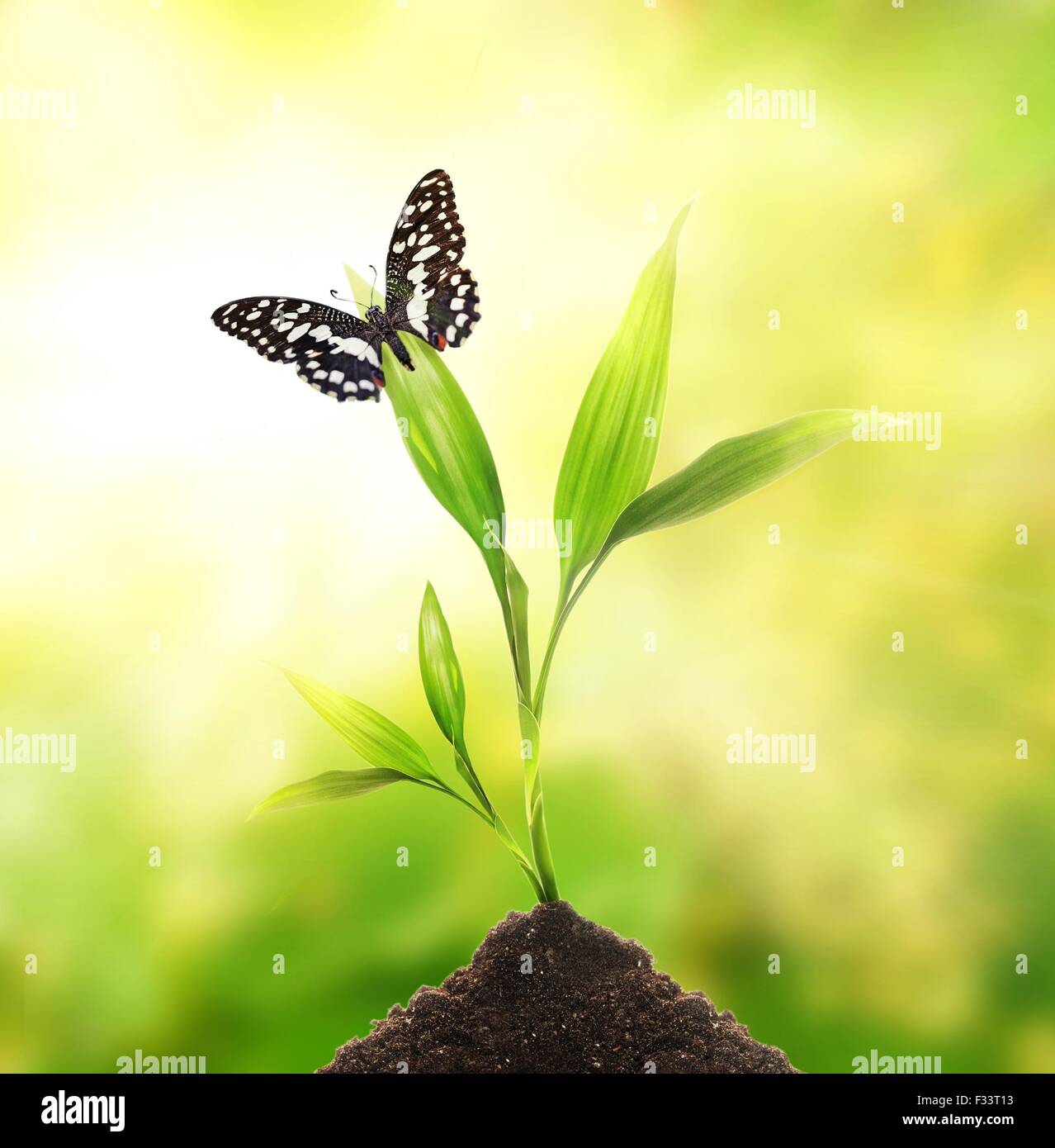 Butterfly sitting on a young plant Stock Photo - Alamy