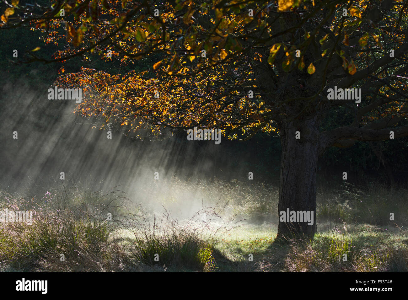 Sunrise and mist in woodland Richmond Park London autumn Stock Photo