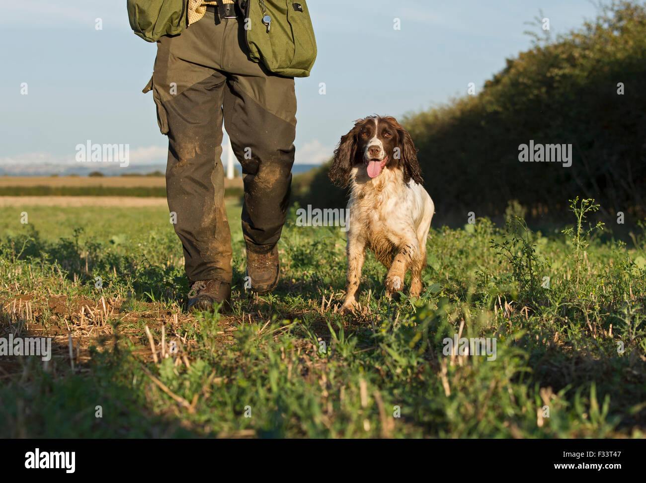 Springer Spaniel walking across field with farmer Lincolnshire (Not model released) Stock Photo