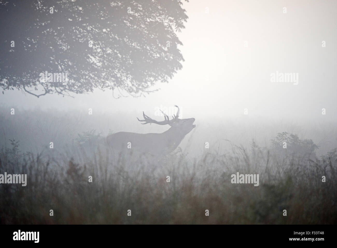 Red Deer (Cervus elaphus) stag during rut on a misty dawn in Richmond Park National Nature Reserve London October Stock Photo
