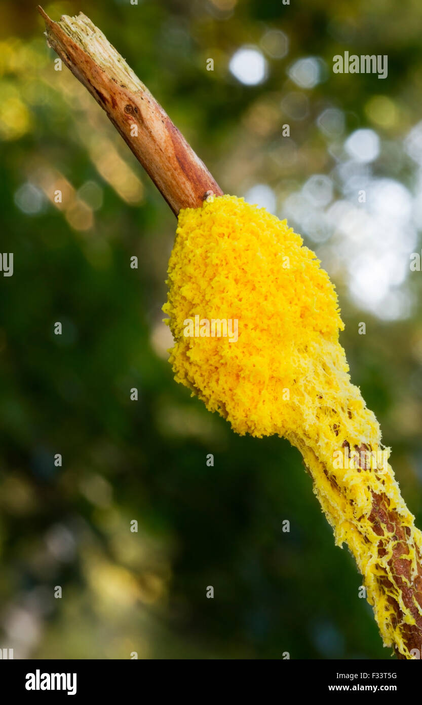 Scrambled egg slime or Flowers of tan (Scrambled egg slim), a species of plasmodial slime mold, on a  branch of a dead pine tree Stock Photo