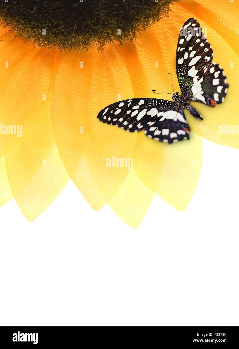 Butterfly sitting on a sunflower Stock Photo - Alamy
