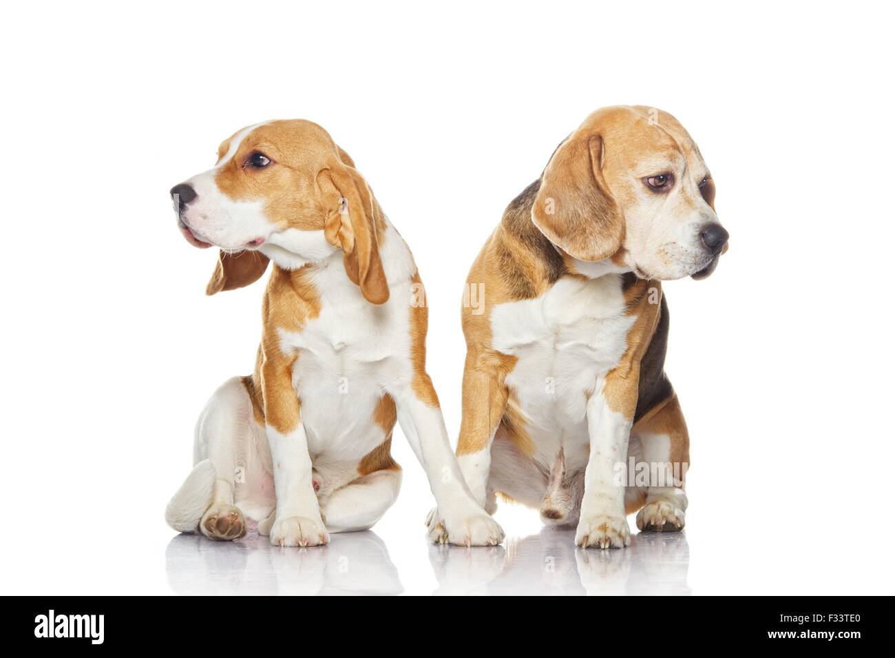 Two beagle dogs isolated on white background Stock Photo - Alamy