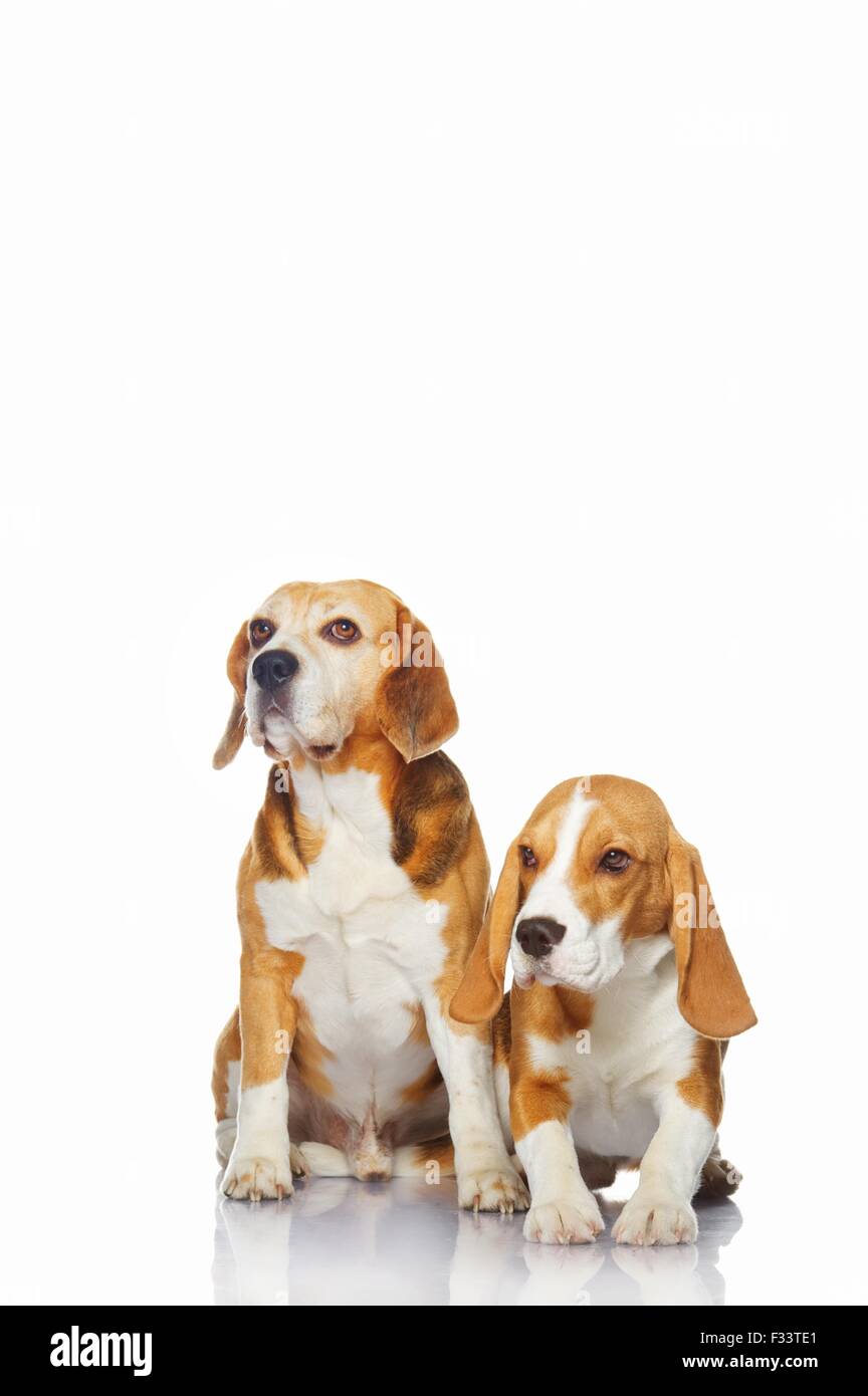 Two beagle dogs isolated on white background Stock Photo - Alamy