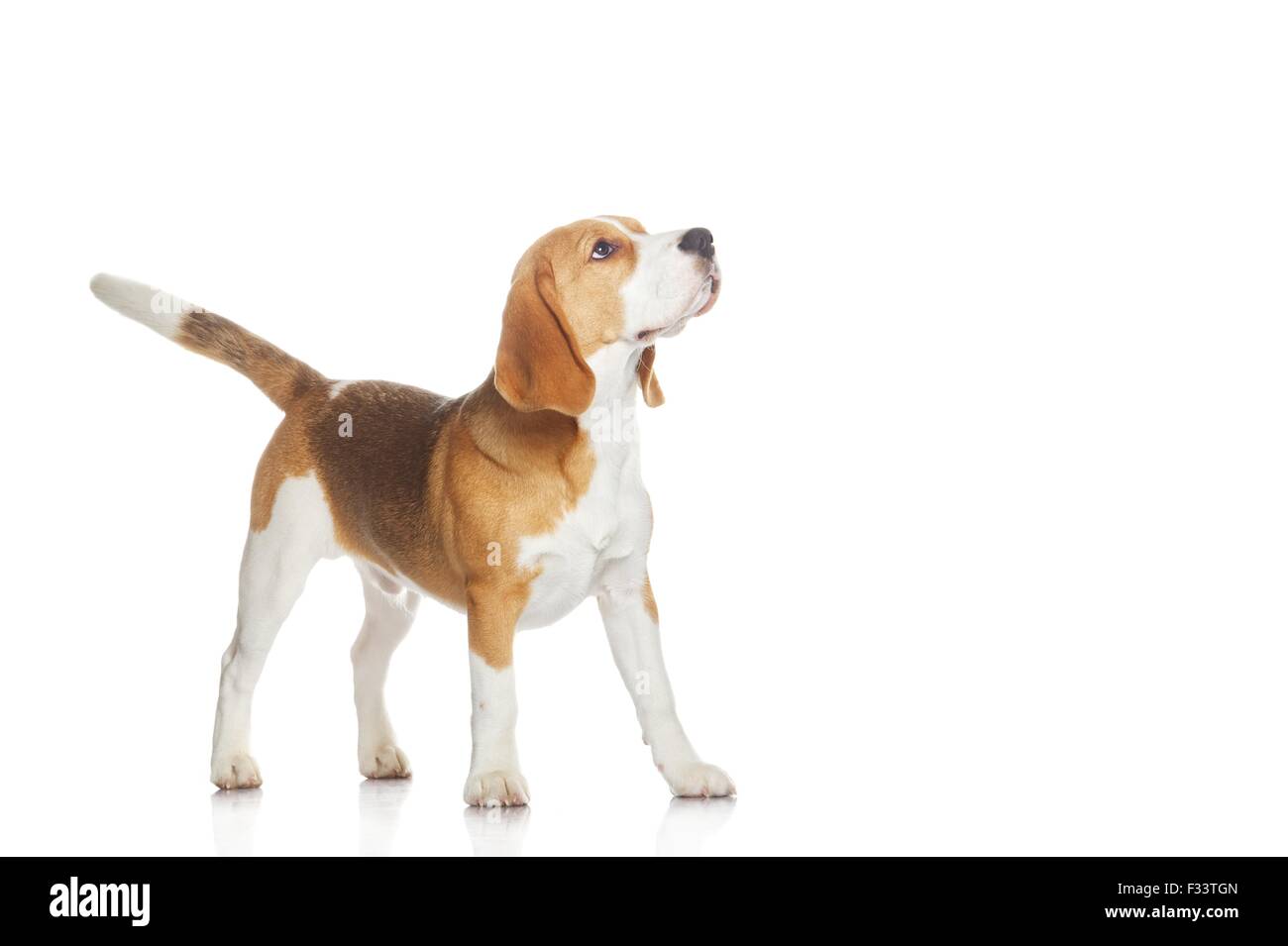 Beagle puppy isolated on white background Stock Photo - Alamy