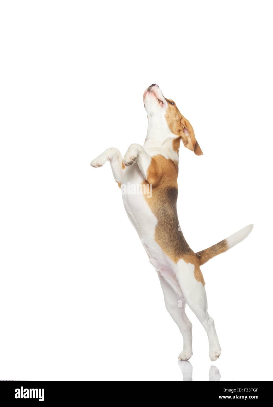 Beagle dog isolated on white background Stock Photo - Alamy