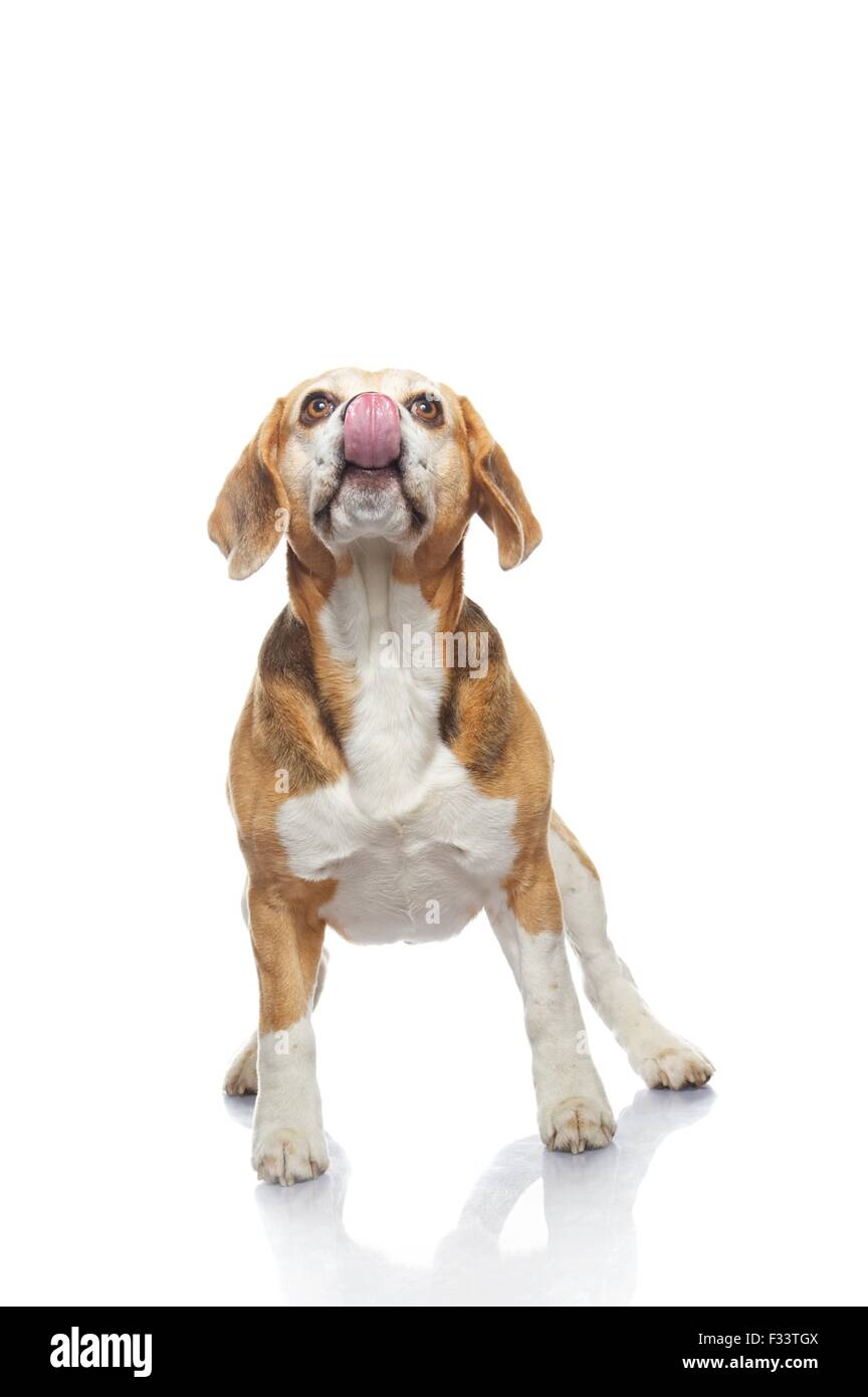 Beagle dog isolated on white background Stock Photo - Alamy