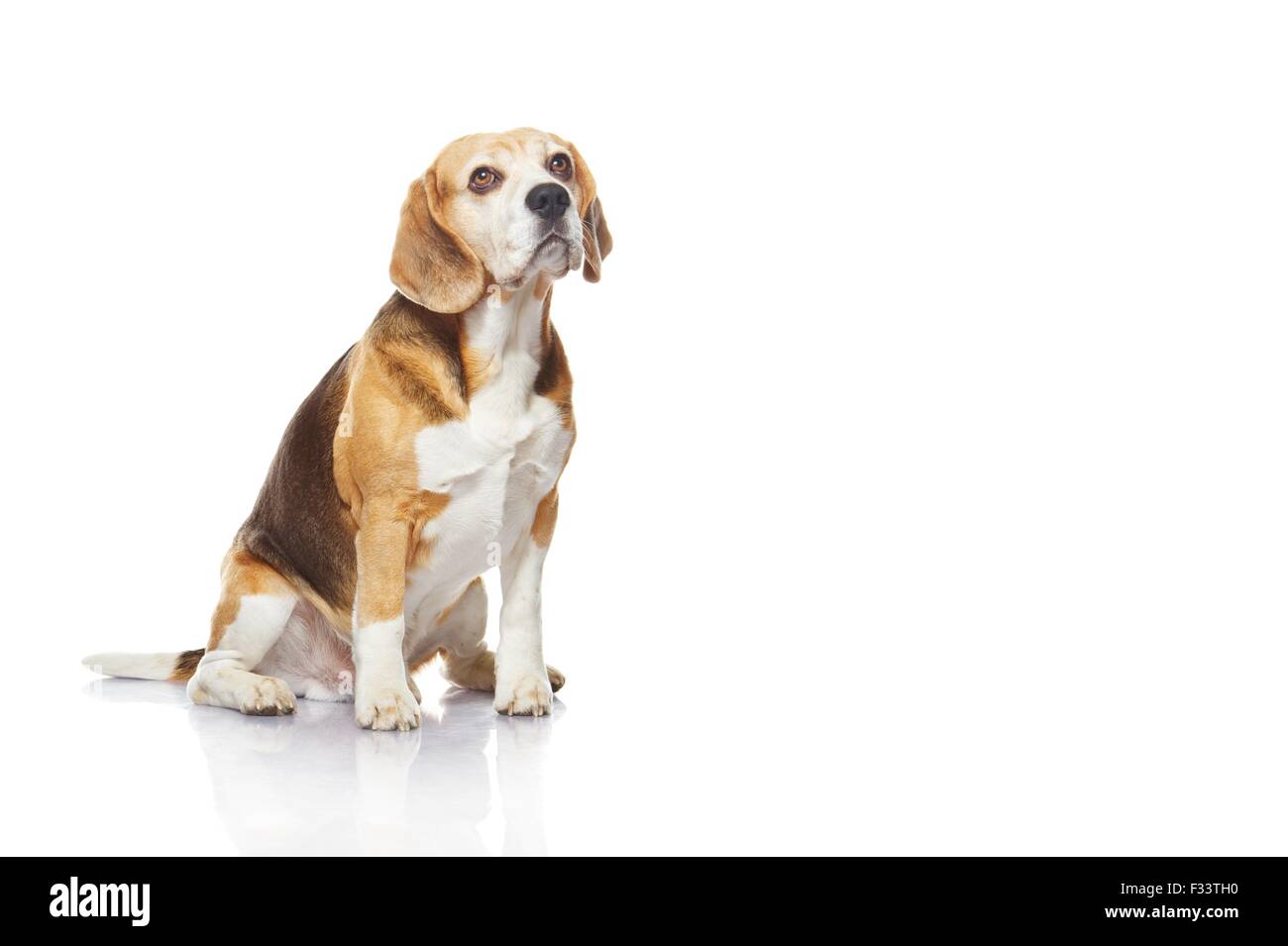 Beagle dog isolated on white background Stock Photo - Alamy