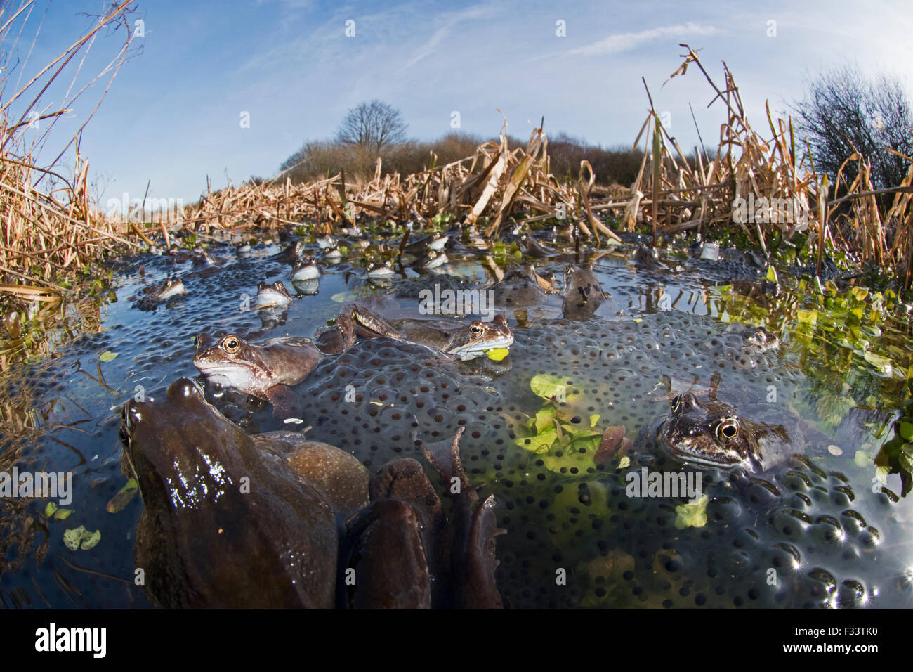 Common Frogs Rana temporaria and spawn in pond North Norfolk March Stock Photo
