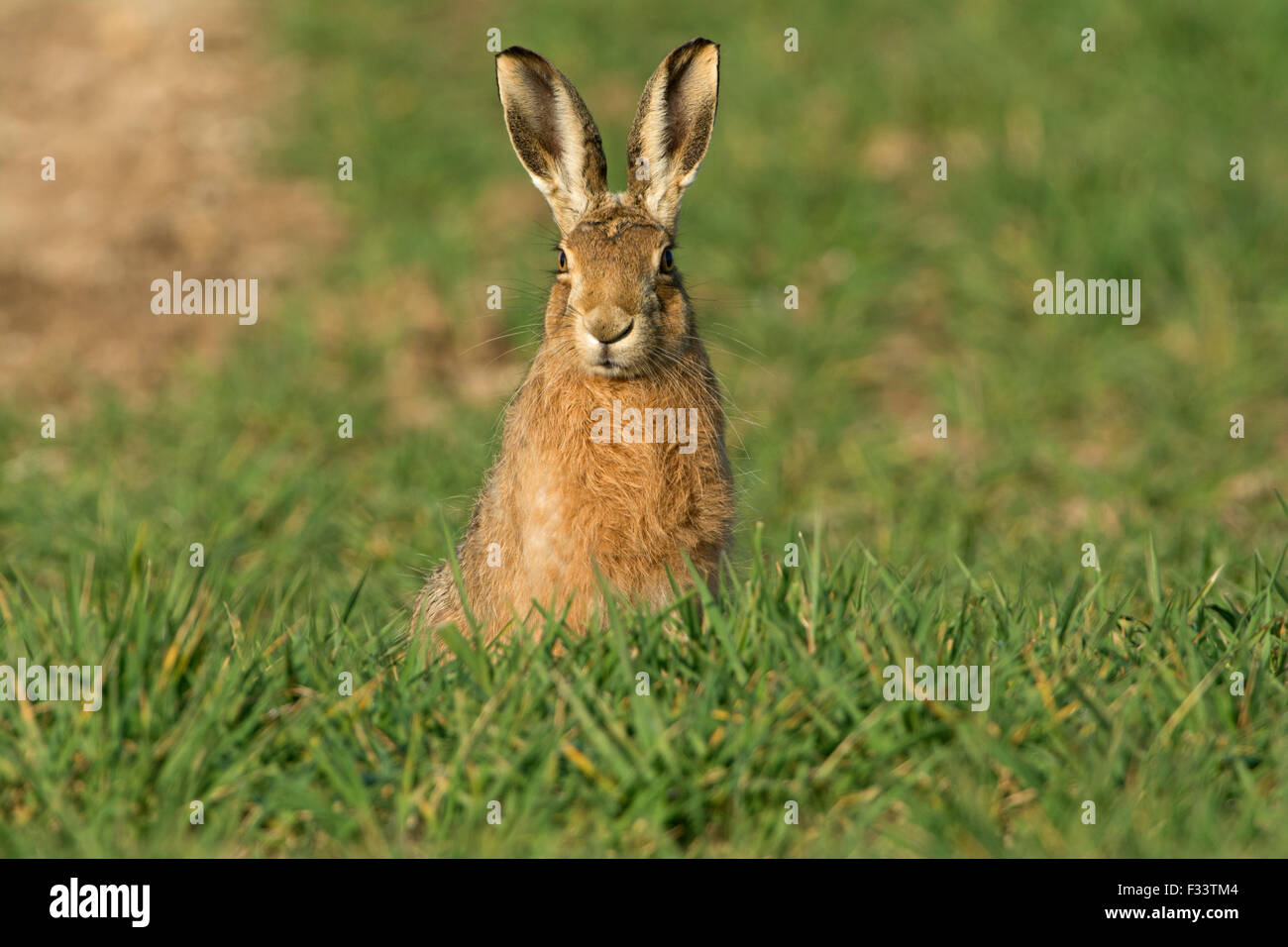 European Brown Hare, Lepus europaeus in winter wheat field Norfolk UK March Stock Photo
