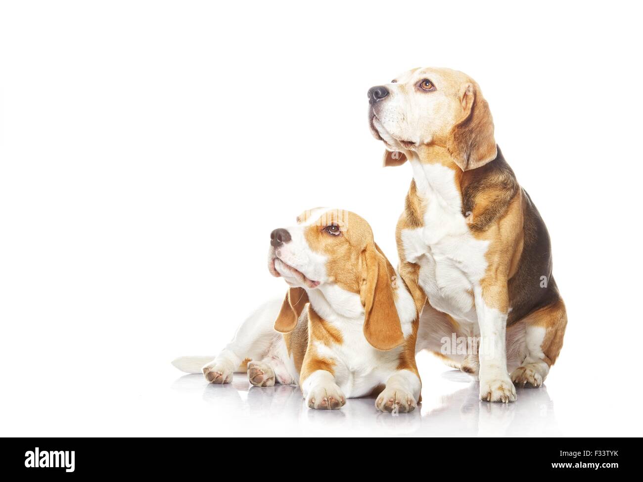 Two beagle dogs isolated on white background Stock Photo - Alamy
