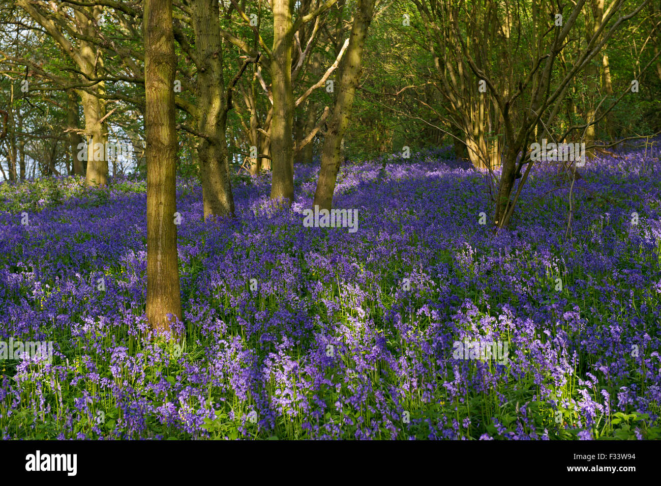 Spring In Rutland Bluebells in Hambleton Woods Rutland Water spring Stock Photo - Alamy