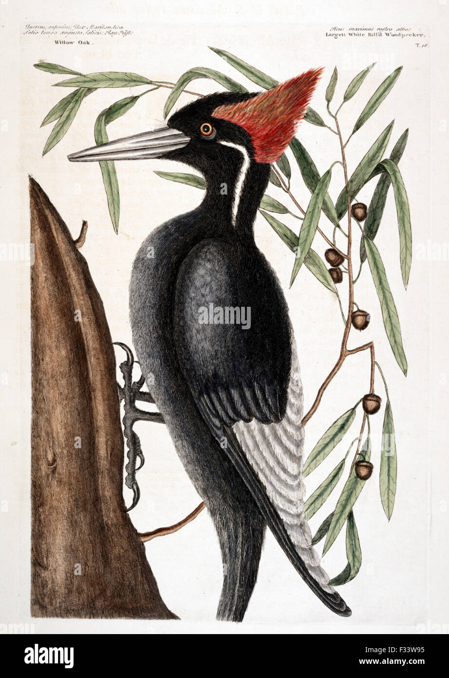 Ivory-billed Woodpecker - Extinct - Plate 16, hand coloured etching from The Natural History of Carolina, Florida and the Bahama Stock Photo