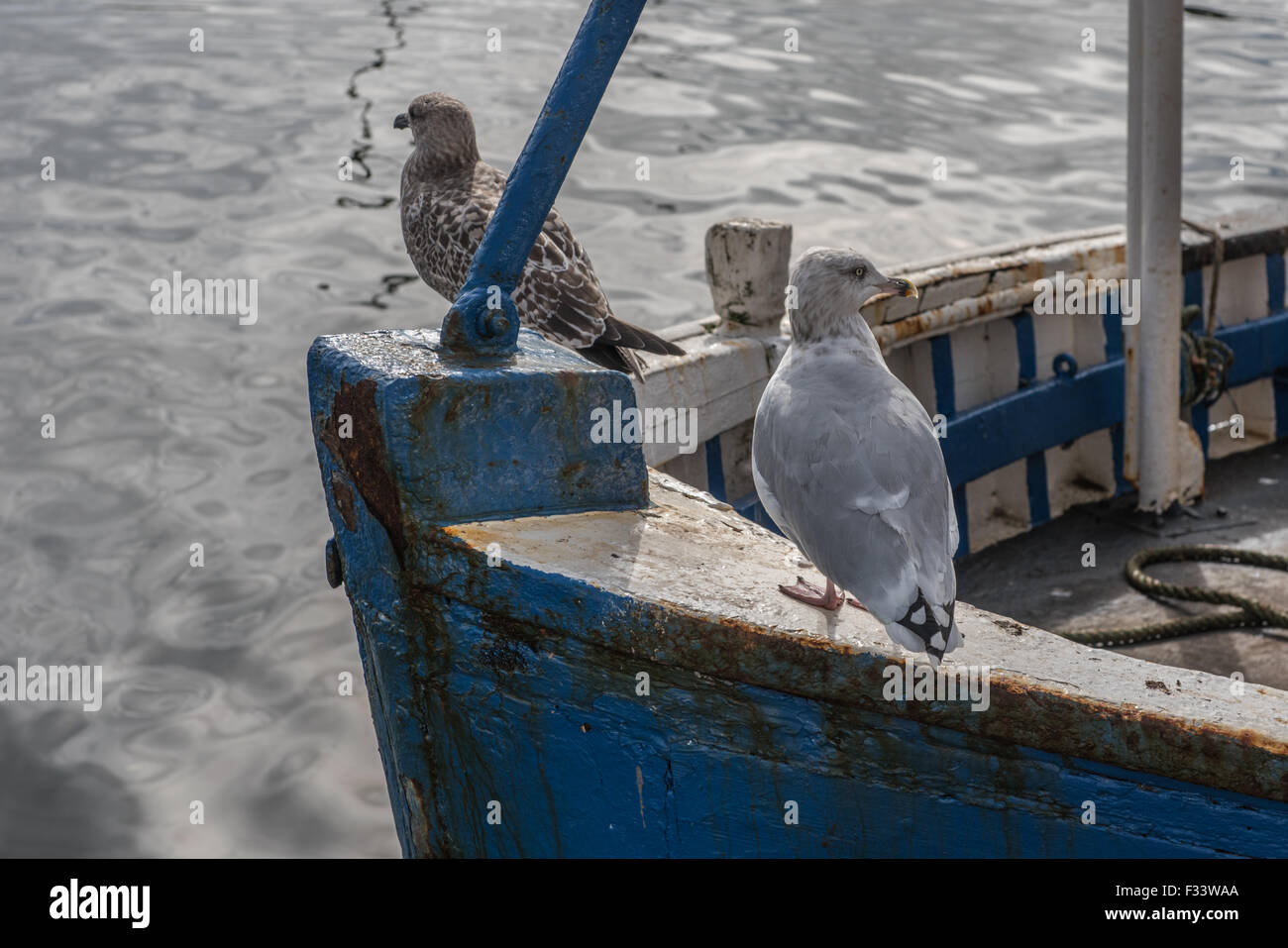 Herring Gulls on a fishing boat at Eyemouth Harbour Stock Photo