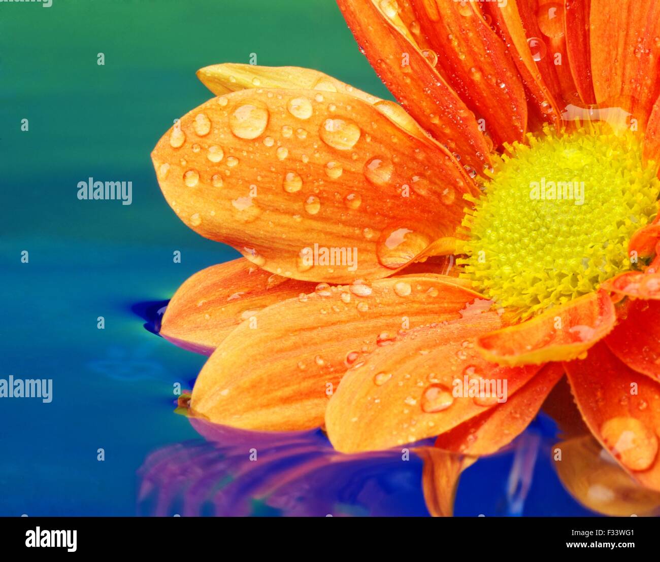 Closeup of an orange flower reflected in rendered water Stock Photo