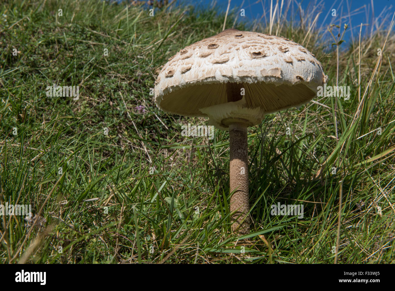 The Shaggy Parasol Mushroom Stock Photo