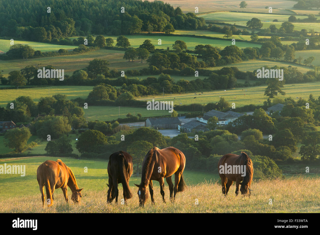 horses on Bulbarrow Hill at dawn, Dorset, England, UK Stock Photo