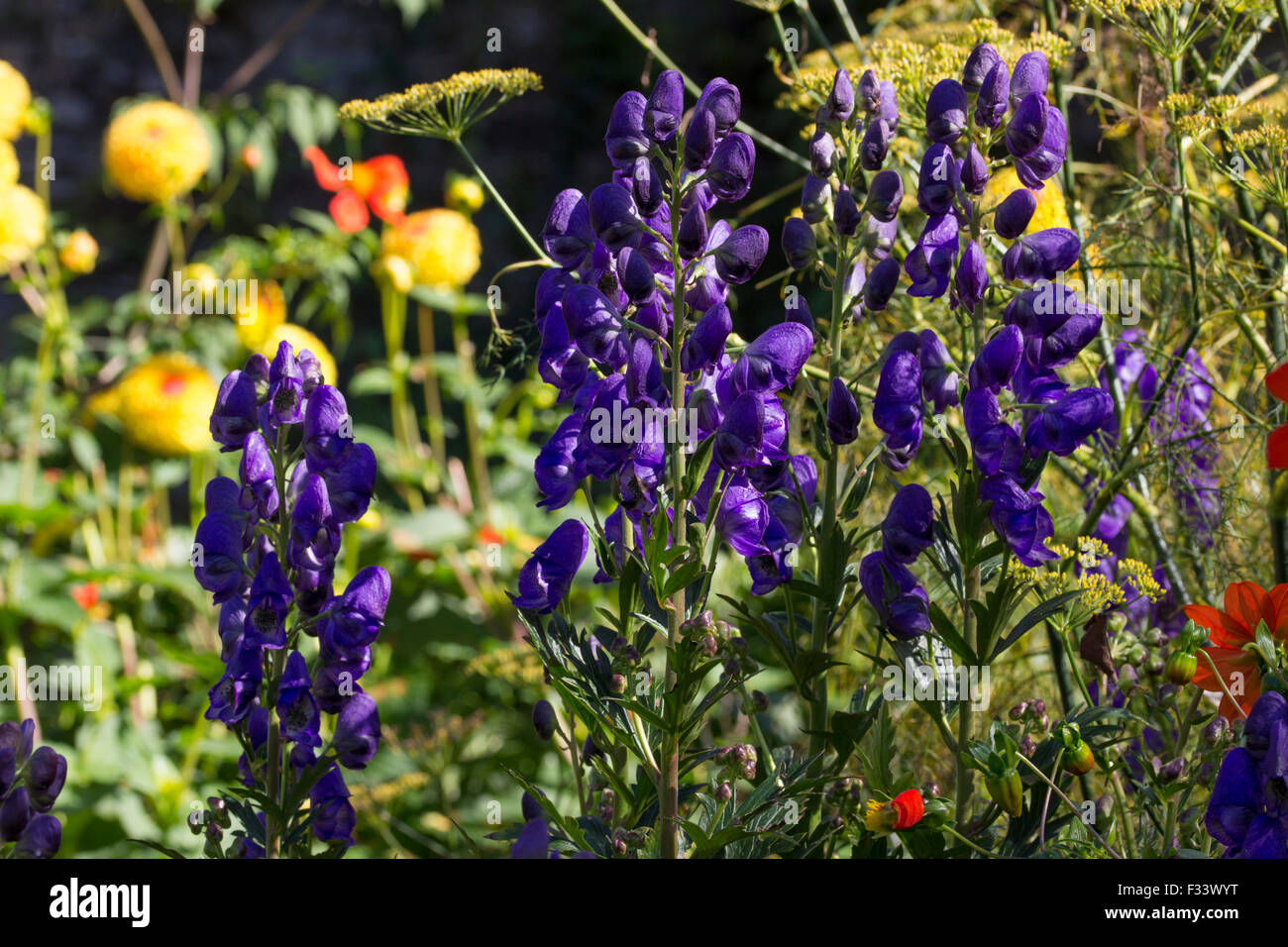 Deep blue flowers of the late flowering perennial monkshood, Aconitum carmichaelii 'The Grim Reaper' Stock Photo