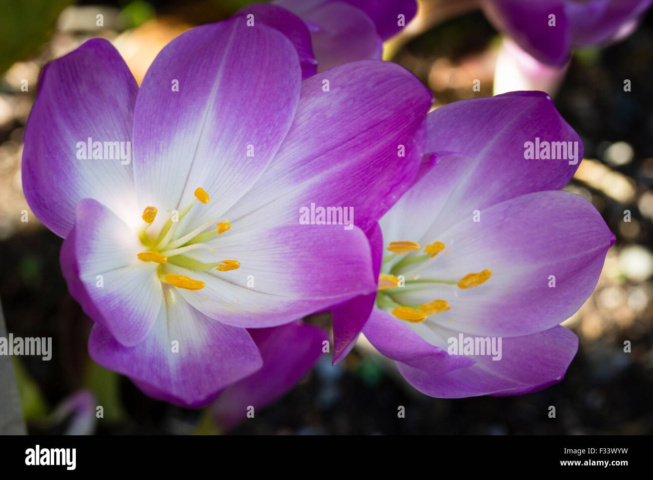 Two flowers of the September blooming meadow saffron, Colchicum 'Zephyr' Stock Photo