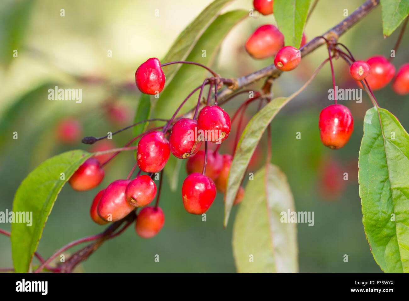 Autumn fruit of the crab apple tree, Malus 'Indian Magic' Stock Photo