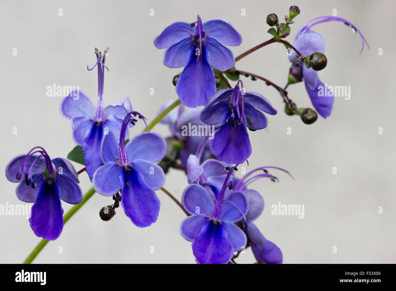 Curious blue flowers of the tender evergreen shrub, Clerodendrum ugandense Stock Photo