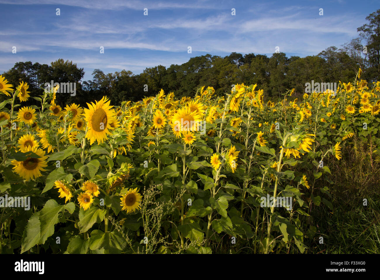 Sunflower field in upstate NY Stock Photo Alamy
