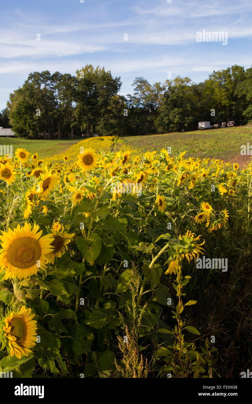 Sunflower field in upstate NY Stock Photo Alamy