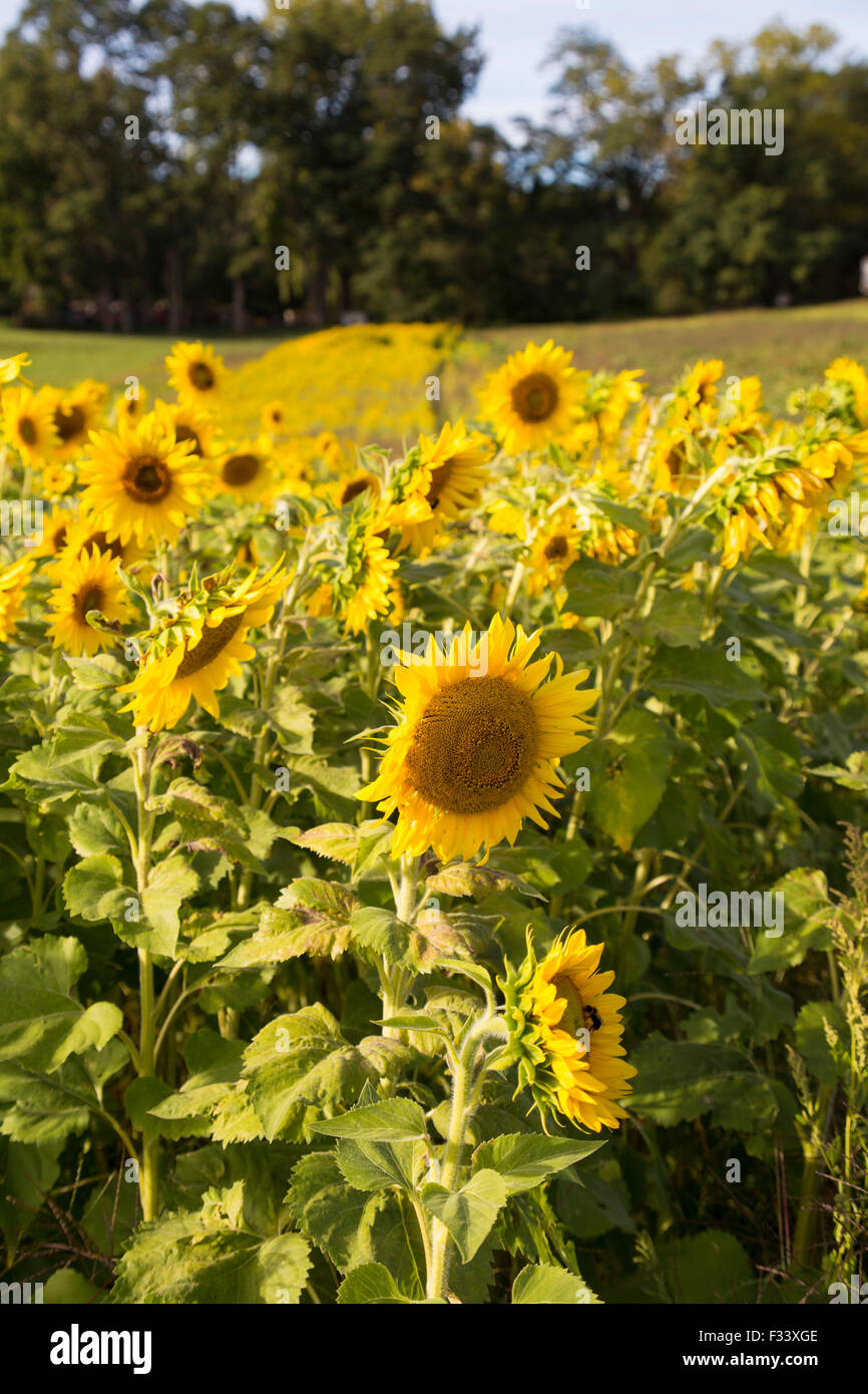 Sunflower field in upstate NY Stock Photo Alamy