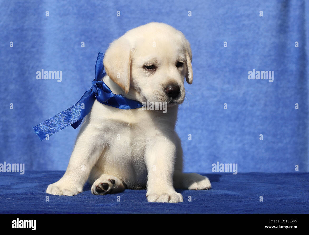 cute yellow nice labrador puppy in the garden Stock Photo - Alamy