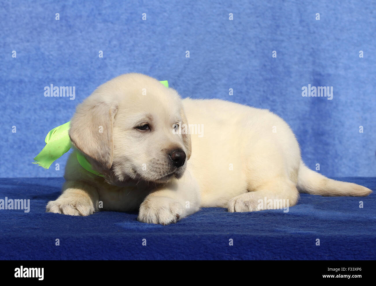 the nice yellow labrador puppy sitting on blue background Stock Photo ...
