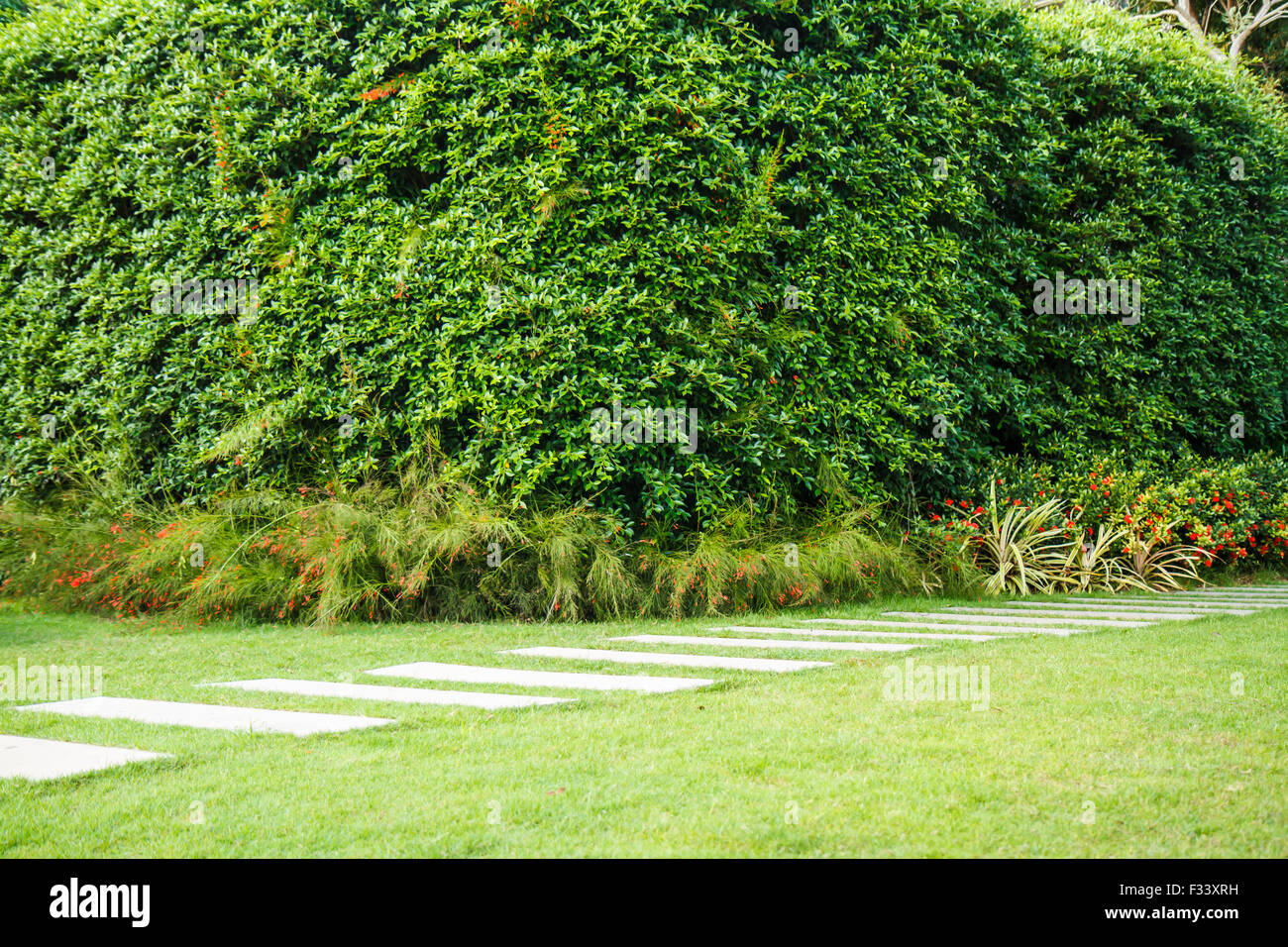 View of Green grass in the park Stock Photo - Alamy