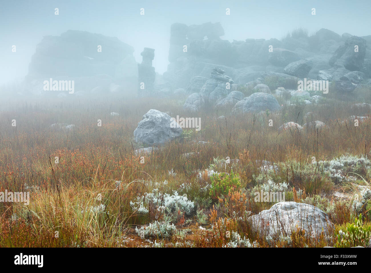 rocks and vegetation in the mist at dawn, Hottentots Holland Mountains, Western Cape, South Africa Stock Photo