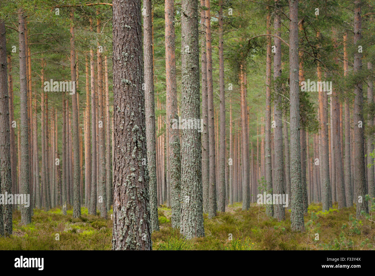pine trees on the Balmoral Estate, Deeside, Aberdeenshire, Scotland, UK Stock Photo