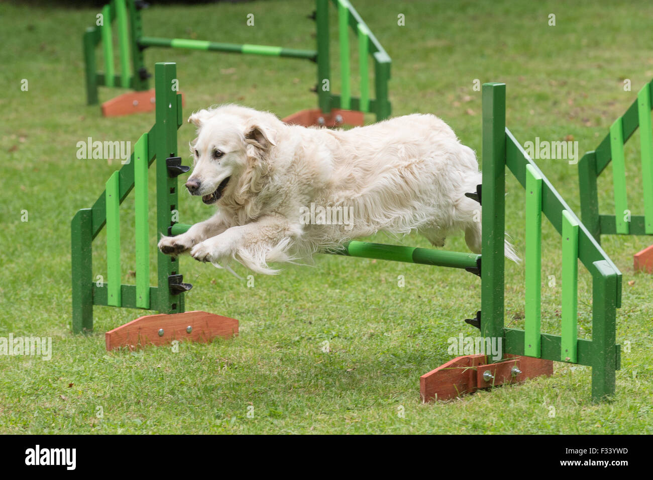 golden retriever agility training