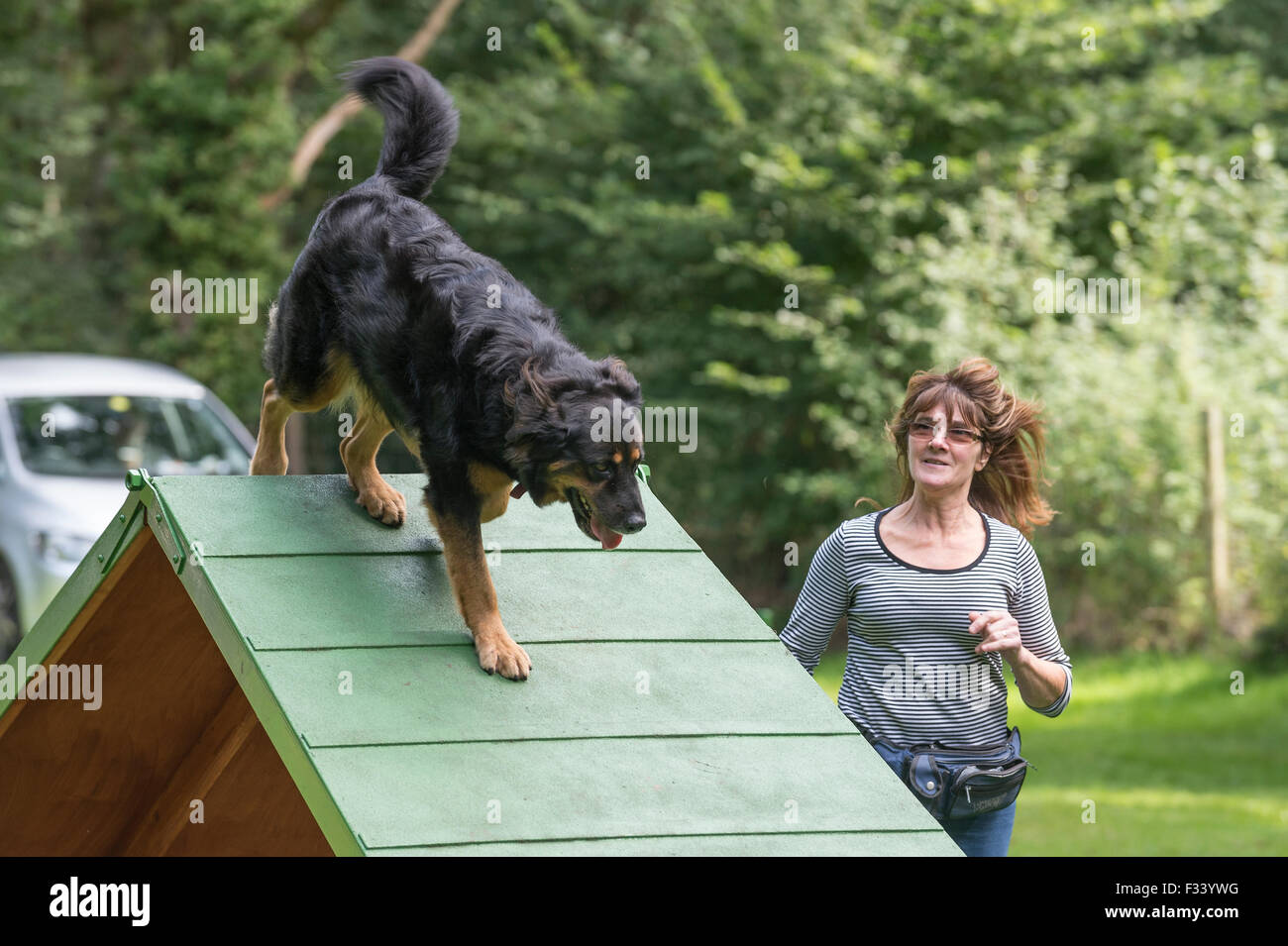 A mixed breed dog completing the A-Frame obstacle during agility training. Stock Photo