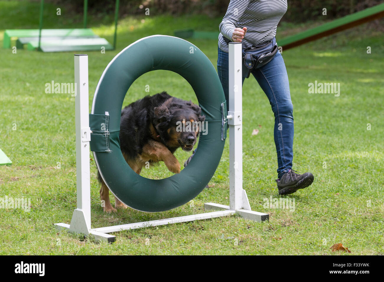 A mixed breed dog jumping through the tyre obstacle during agility training. Stock Photo
