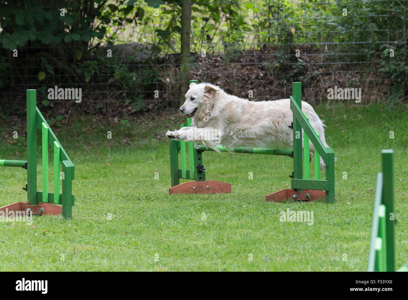 golden retriever agility training