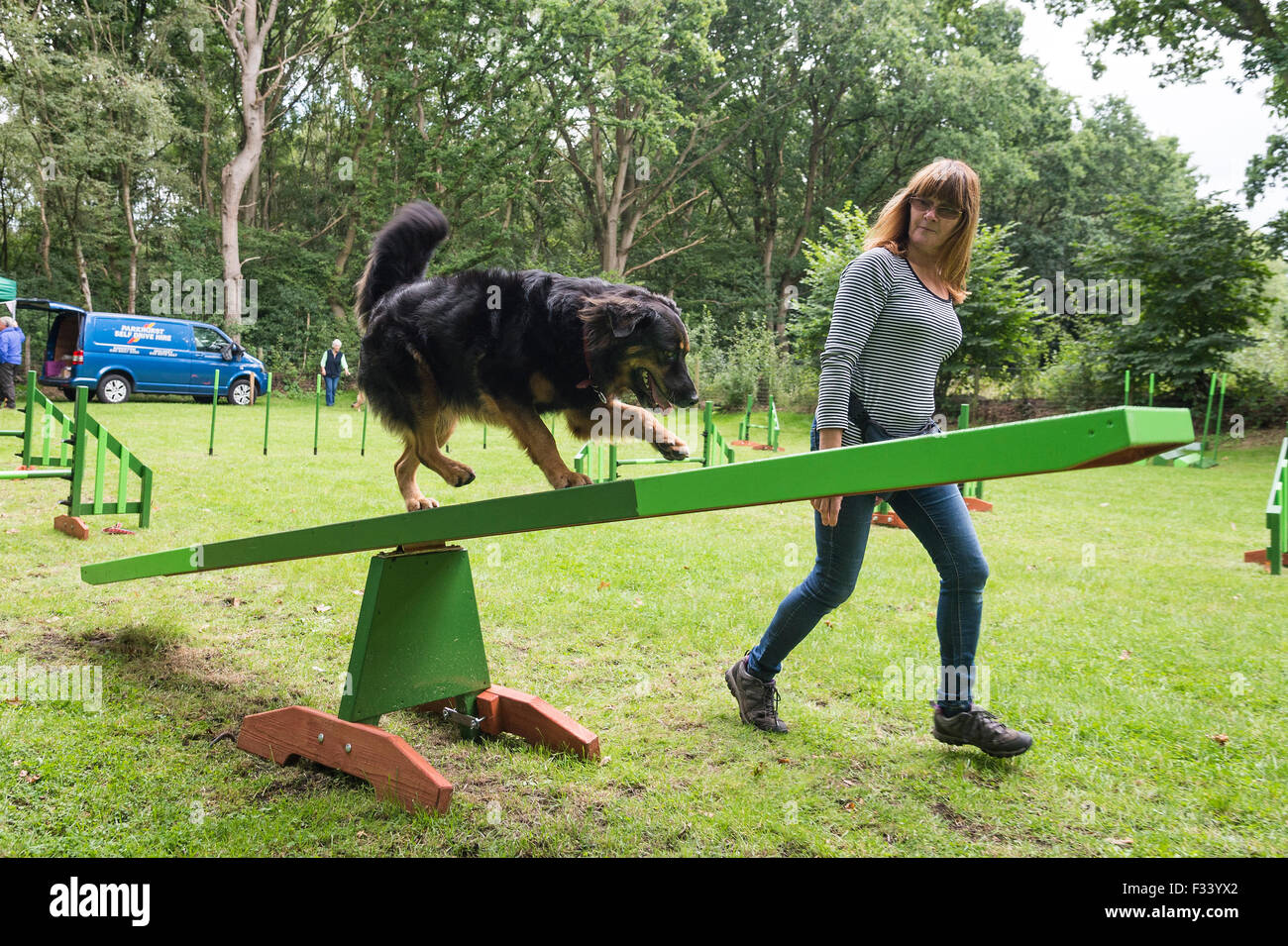 A dog completing the see-saw exercise during agility training. Stock Photo