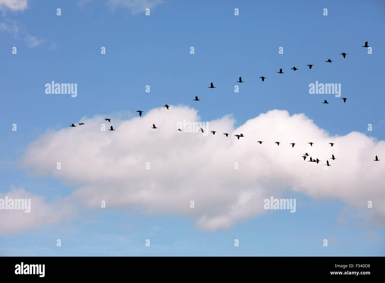 Cormorants flying in a V-formation.   West Molesey, Surrey, England. Stock Photo